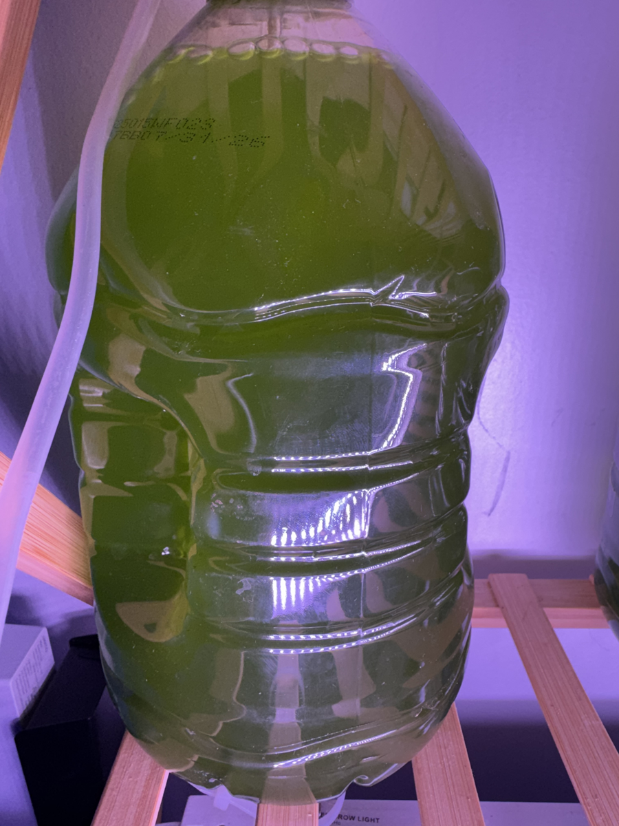 1 Gallon Tetraselmis chui