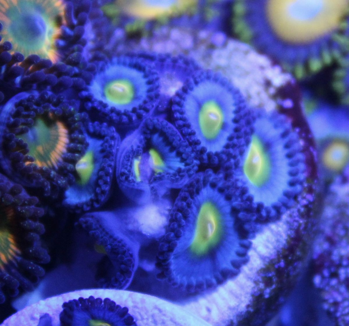AOI Zoas