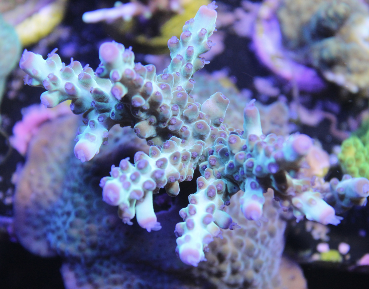 BC Rainbows in Spain