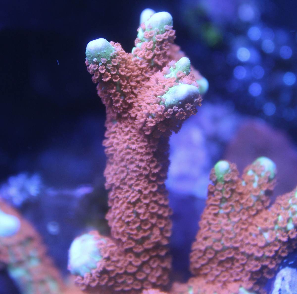 Forest Fire Montipora Digitata