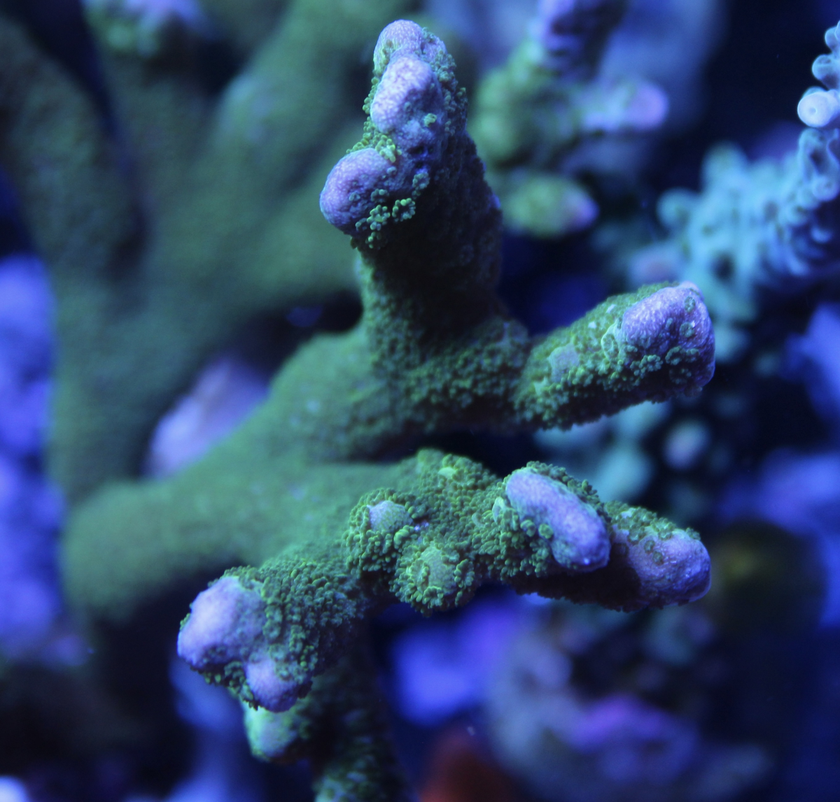 Green Digitata Montipora