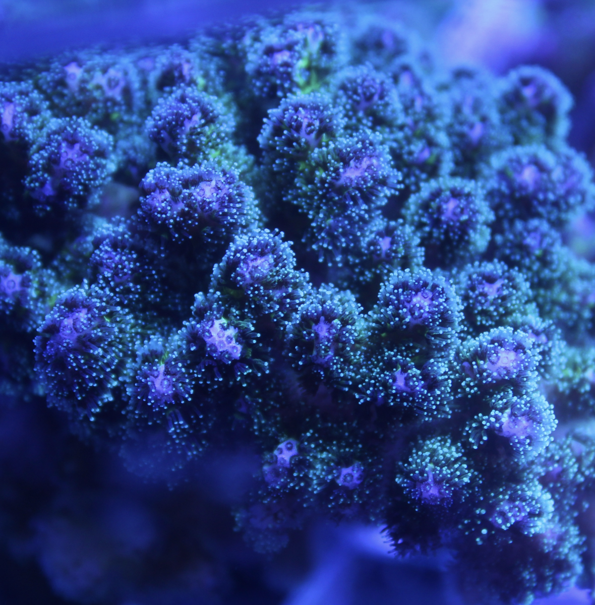 Green Pocillopora