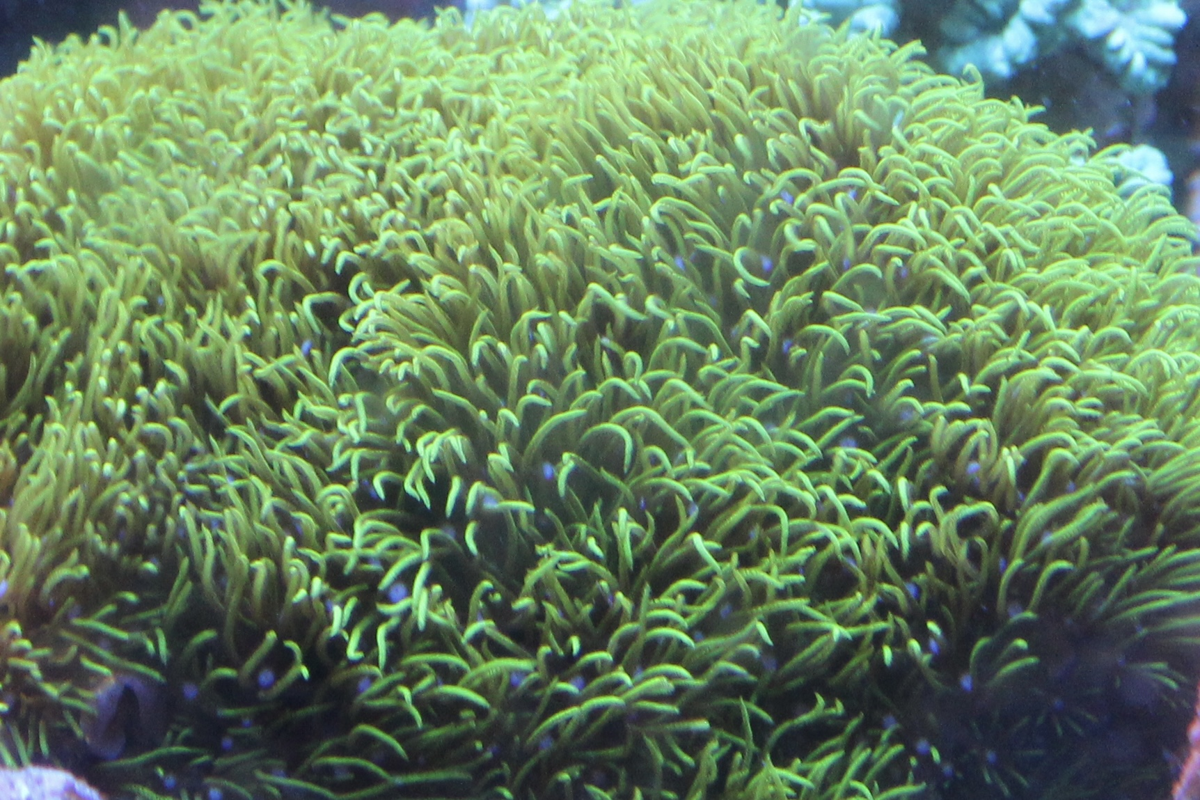 Green Star Polyps