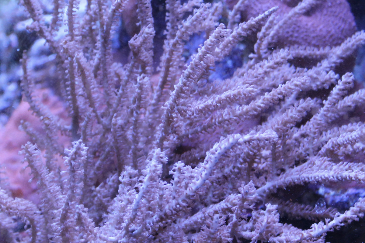 Grubes's Gorgonian