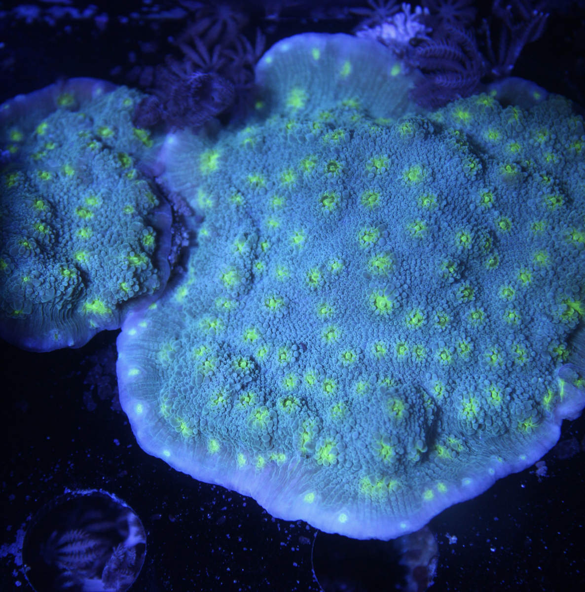 Hollywood Stunner Chalice