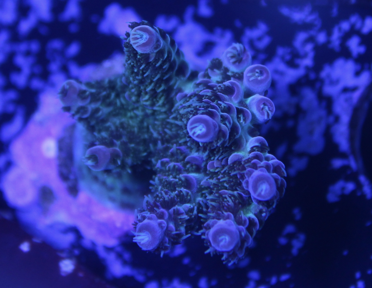 Main image for Kay’s Flash Lining