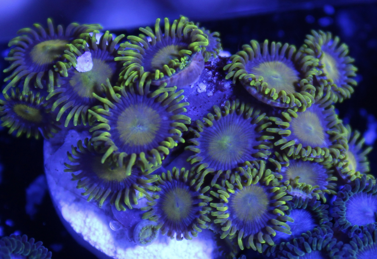 King Midas Zoa