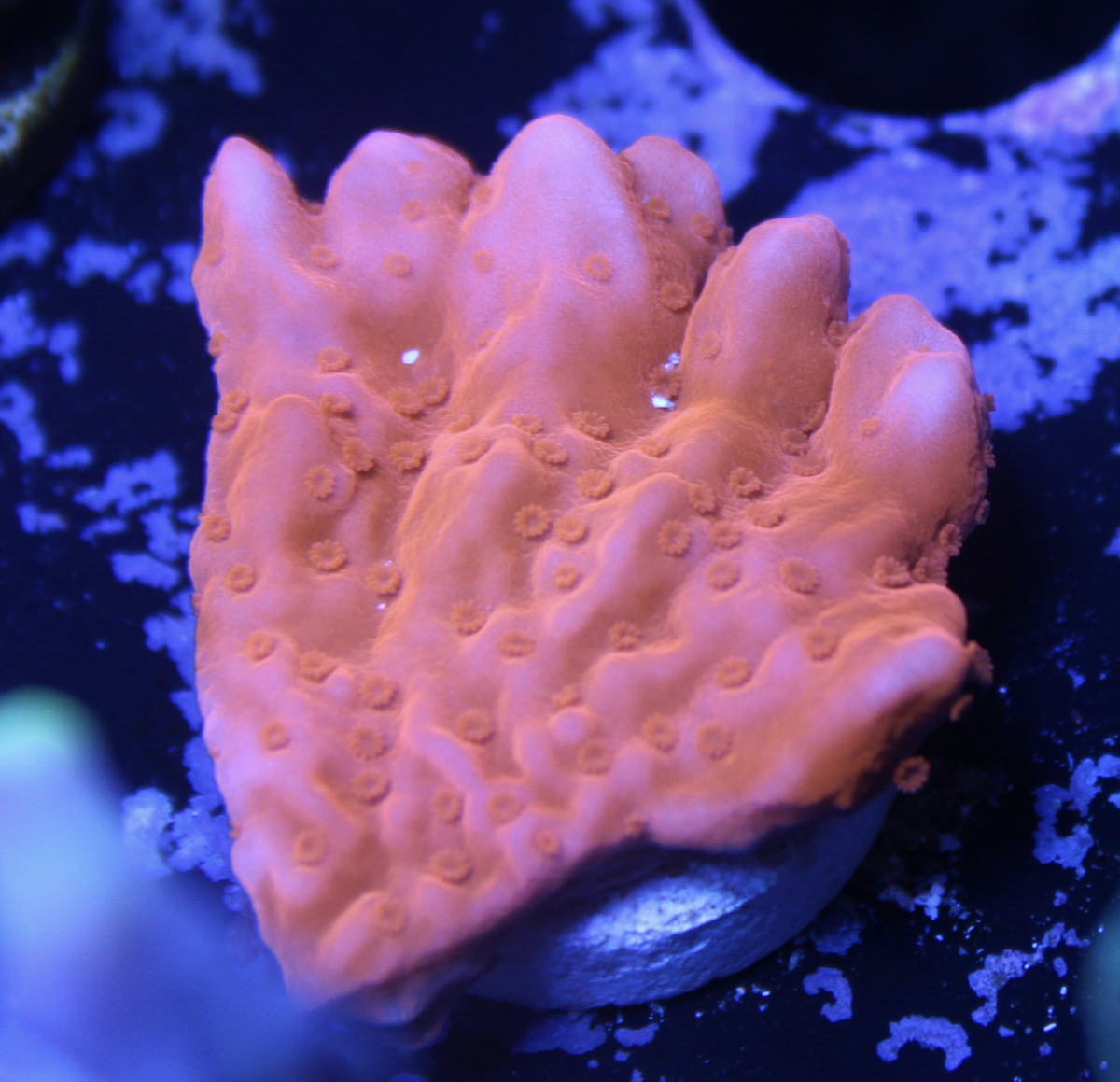 Orange Montipora Setosa