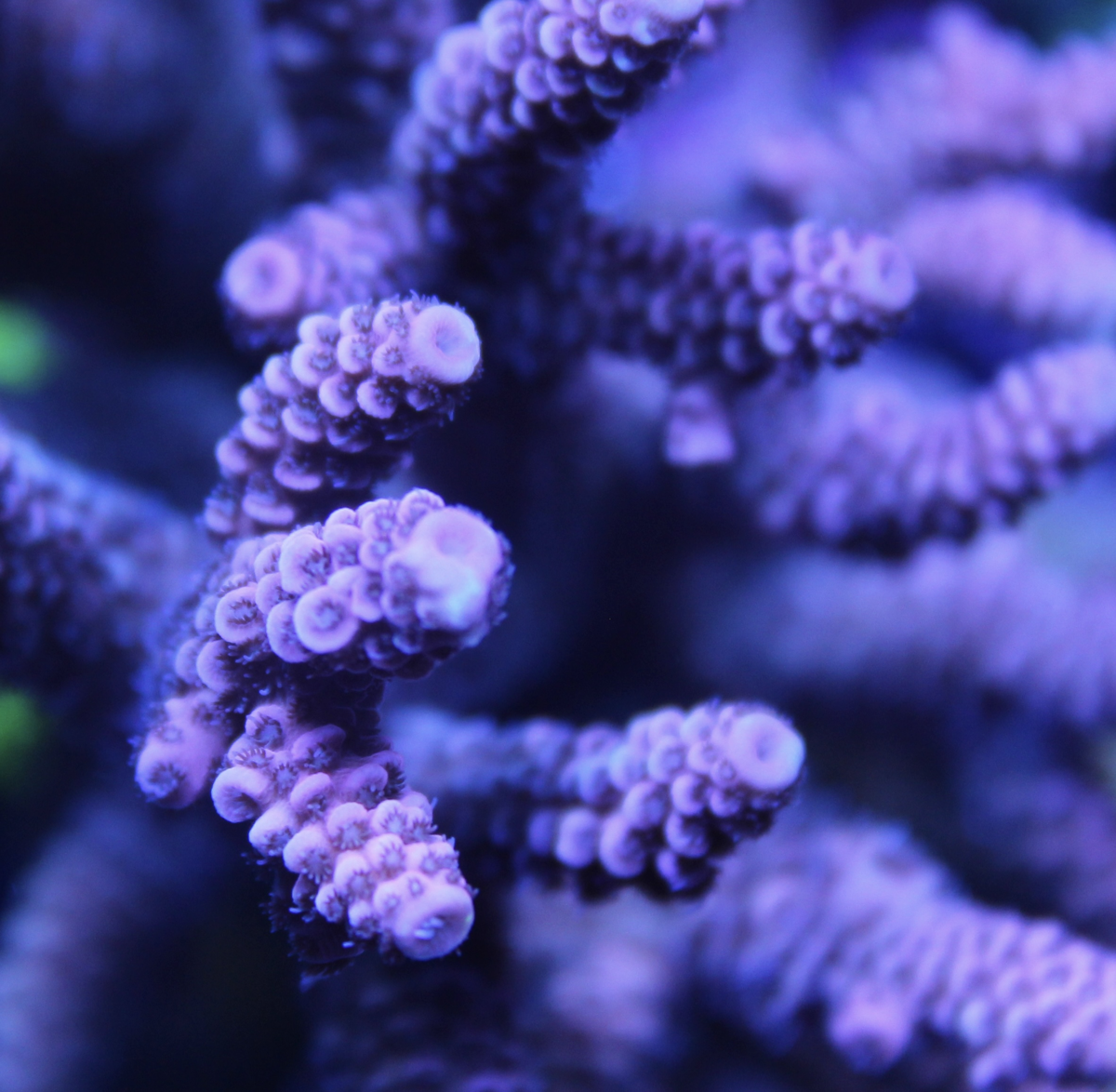 Pink Millepora