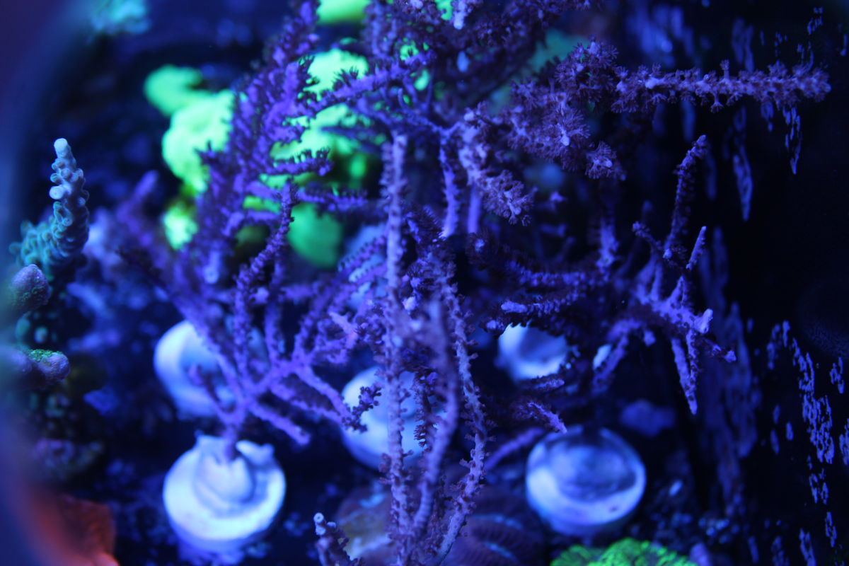 Purple Frilly Gorgonian