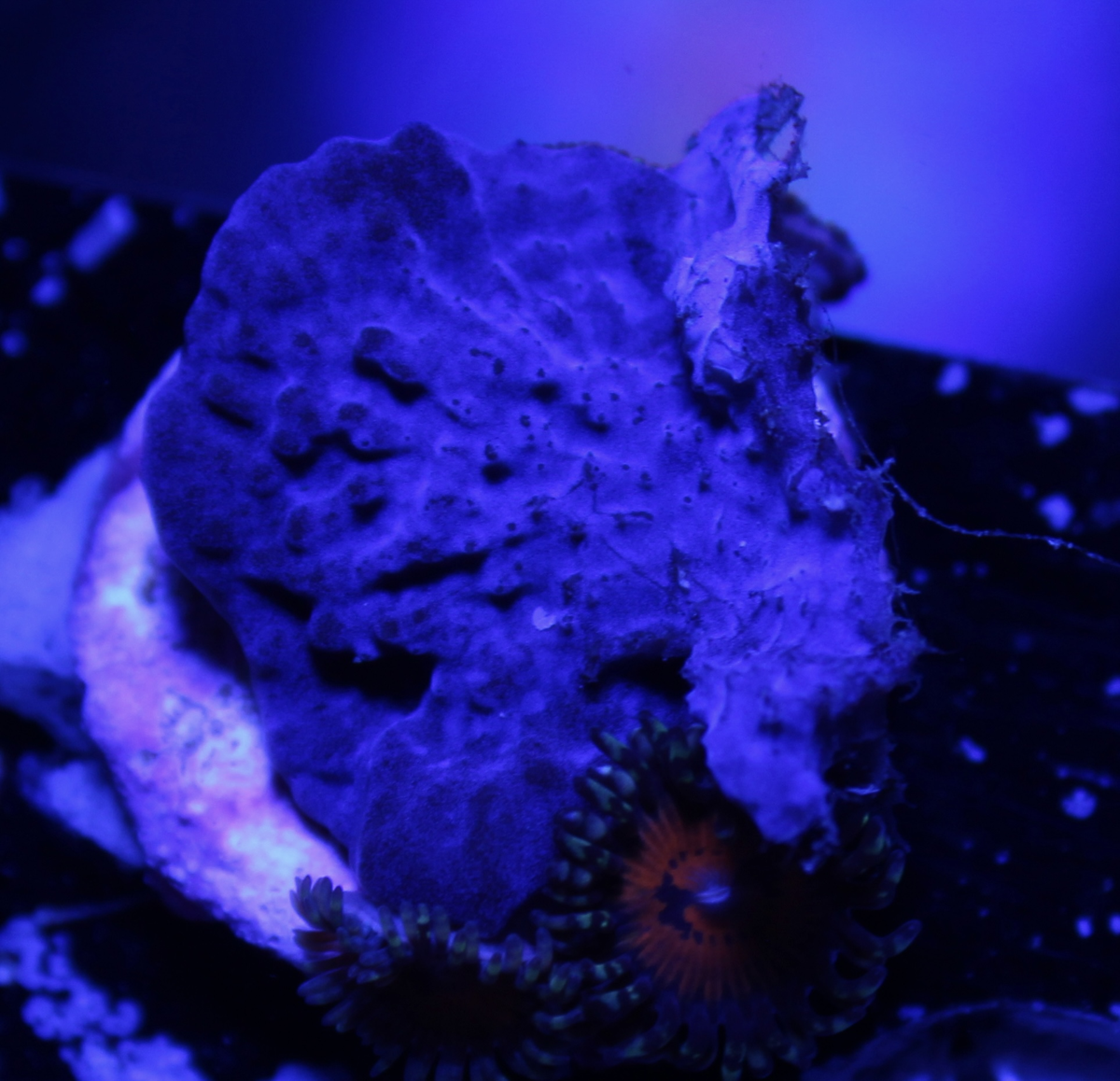 Purple Plating Sponge