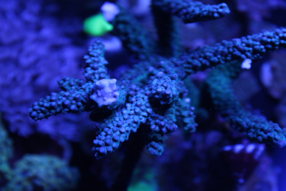 Purple Staghorn Acro