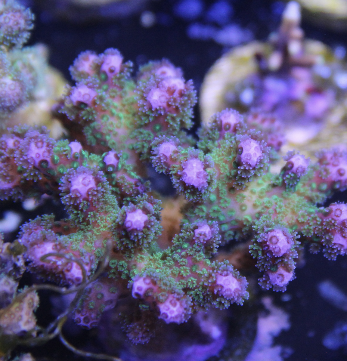 Purple Tip Green Stylo