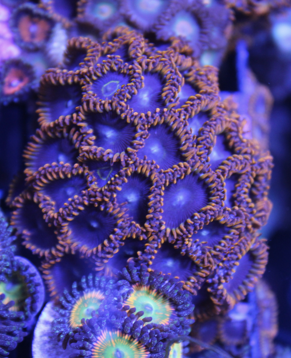 Purple Zoa
