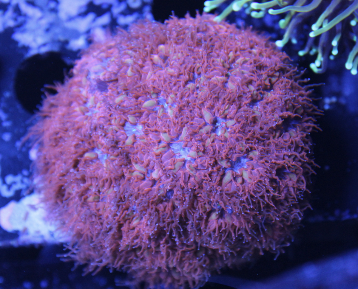 Red Blastomussa
