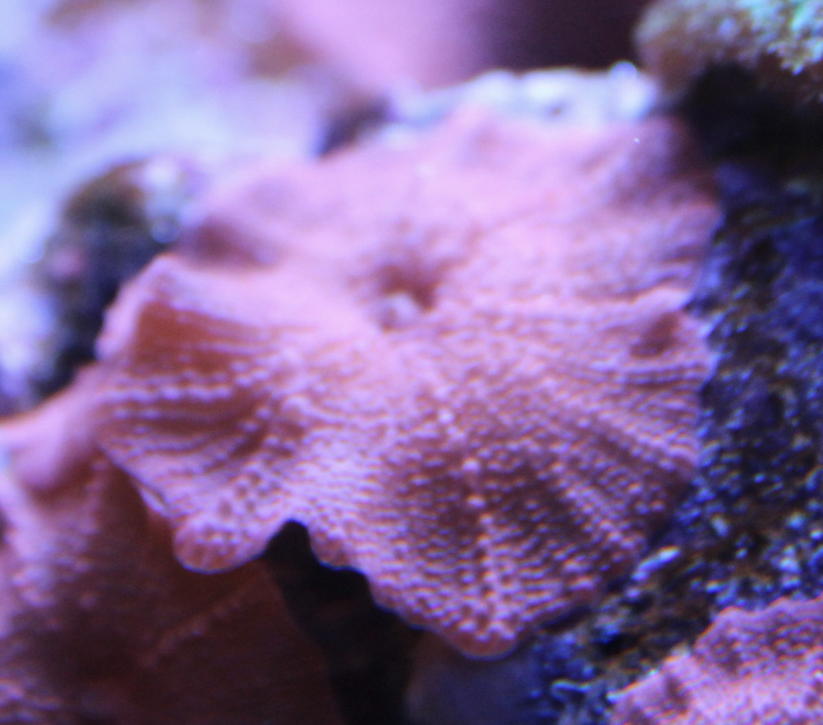 Red Discosoma Mushroom