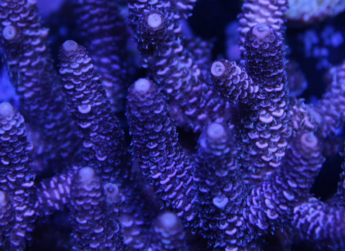 Red Millepora