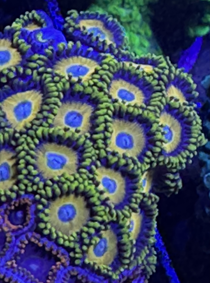 Scrambled Eggs Zoa