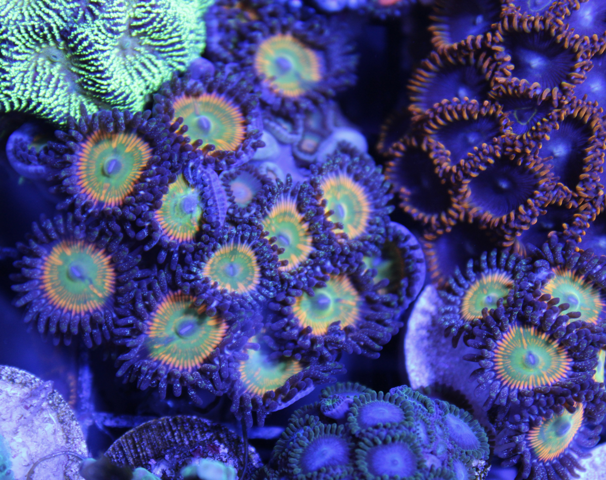 Sunny D Zoa