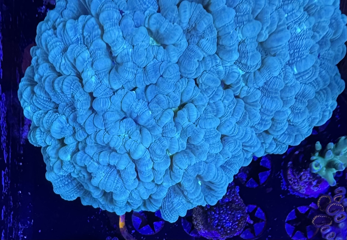 Teal Trumpet Coral