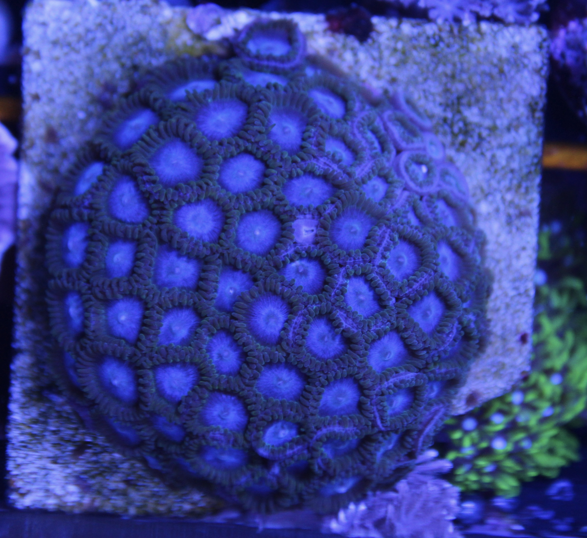 Tubbs Blue Zoa
