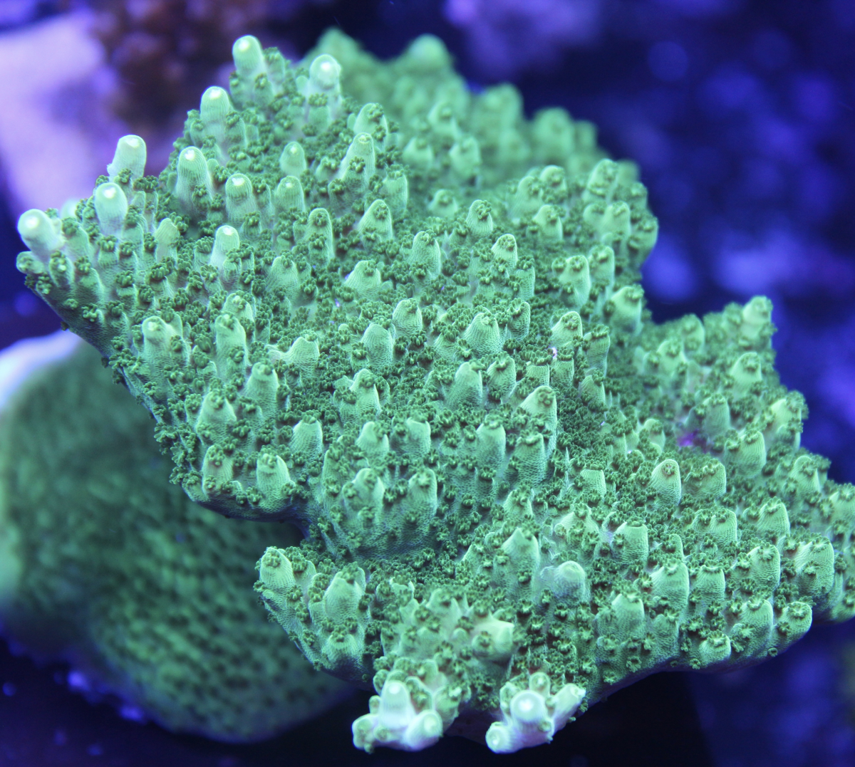 WWC Castells Banana Table