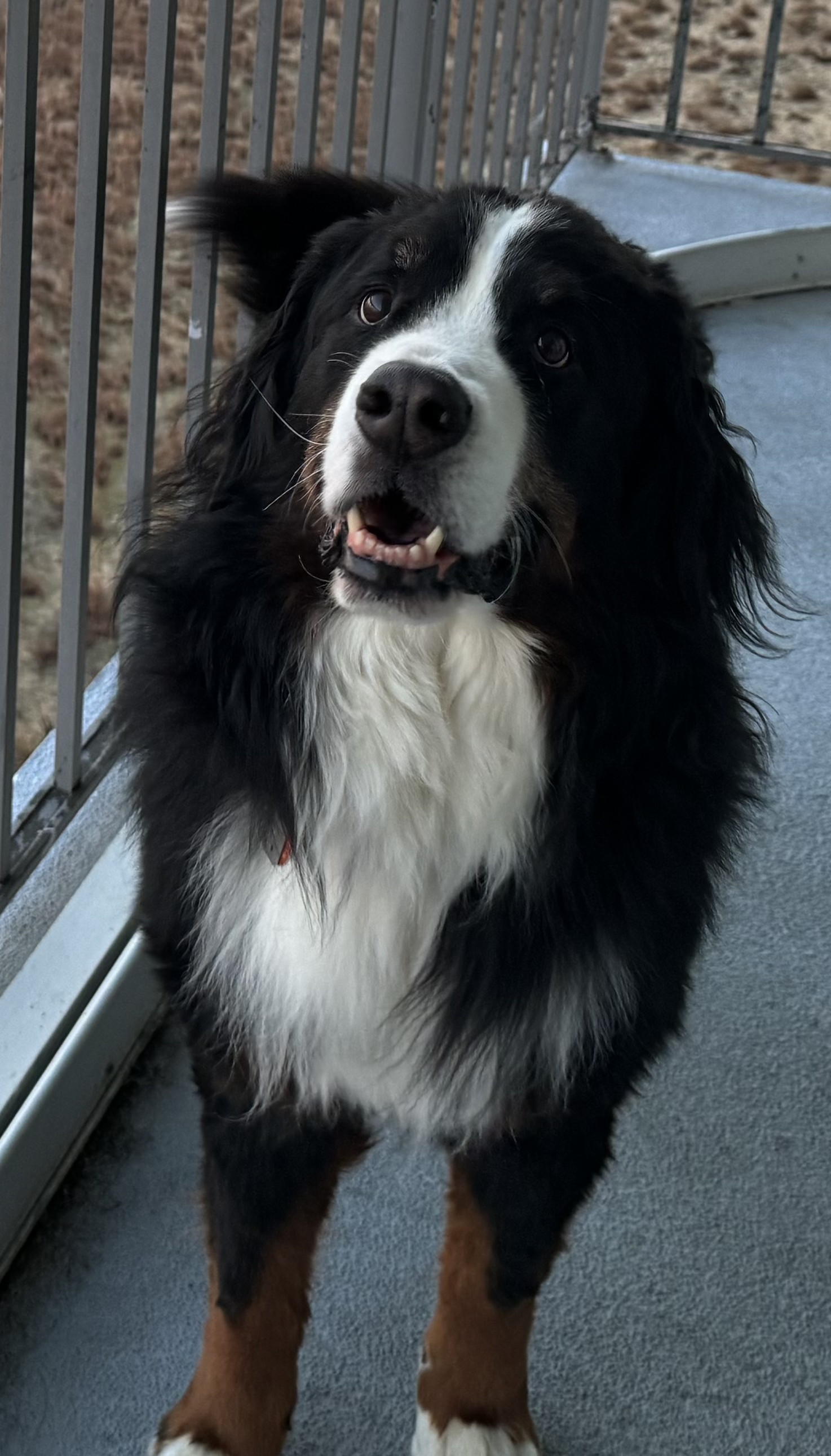 Bandit the Bernese